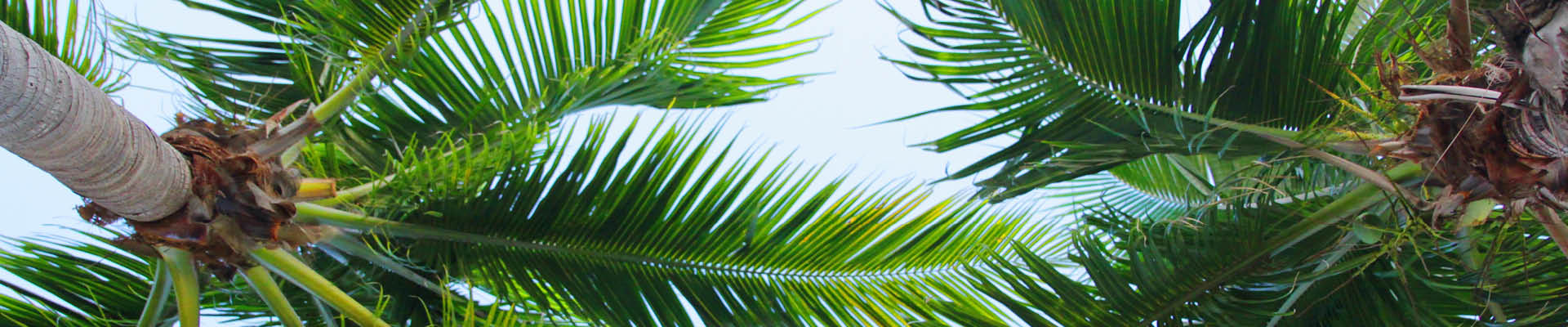 Underside of Palm Trees